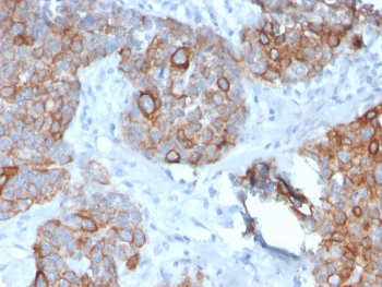 STAT2 Antibody