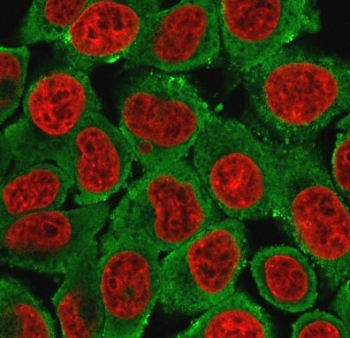 KRT15 Antibody / Cytokeratin 15