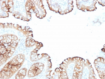 Villin Antibody Cocktail