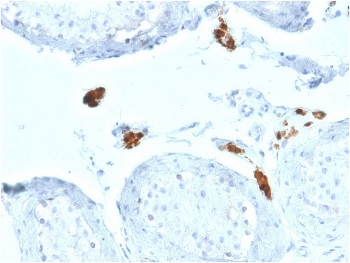 Calbindin 2 Antibody / CALB2 / Calretinin