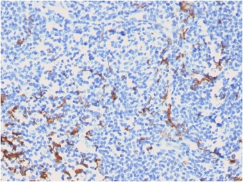 CD163 Antibody