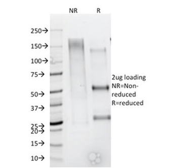 CD44 Antibody / HCAM