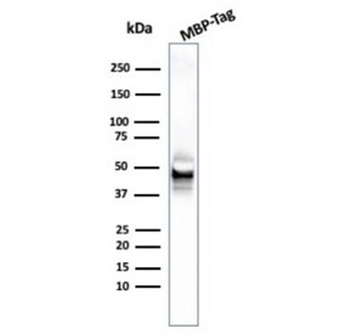 Maltose Binding Protein Antibody / malE / MBP tag