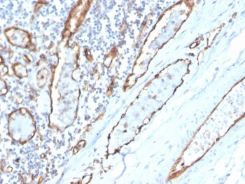 CD31 Antibody / PECAM-1