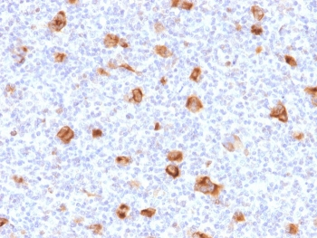 Bcl-X Antibody