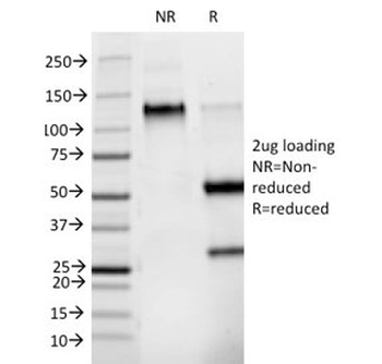 Phosphotyrosine Antibody / P-Tyr