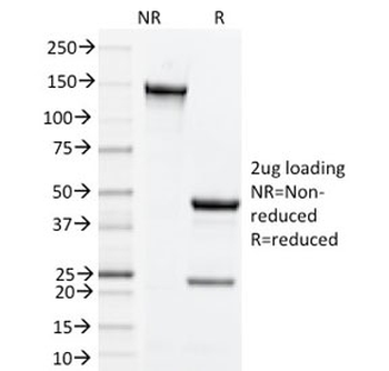 OX40 Antibody / CD134