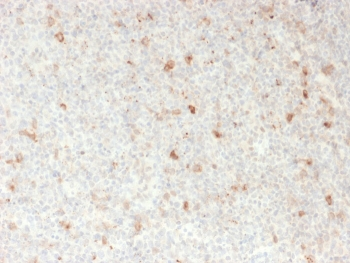 OX40 Antibody / CD134