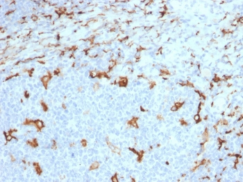 CD163 Antibody