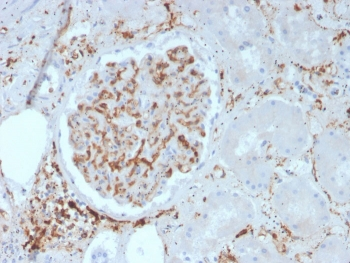 Integrin beta 1 Antibody / ITGB1 / CD29
