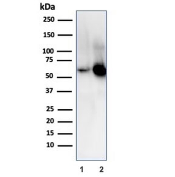 SERBP1 Antibody / PAI-RBP1