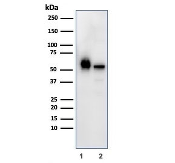 SERBP1 Antibody / PAI-RBP1