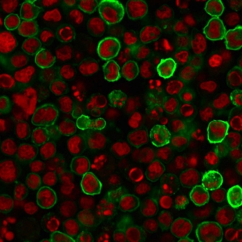 CD15 Antibody / SSEA-1