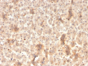 Secretory Component p85 Antibody / ECM1