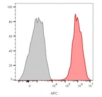 CD81 Antibody