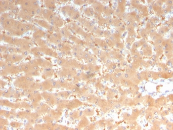 Factor VII Antibody