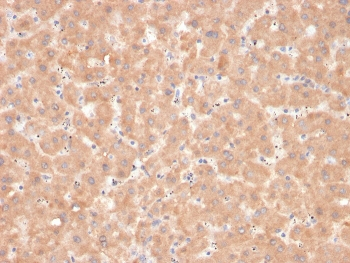 Factor VII Antibody
