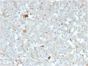 APOAIV Antibody / Apolipoprotein A4