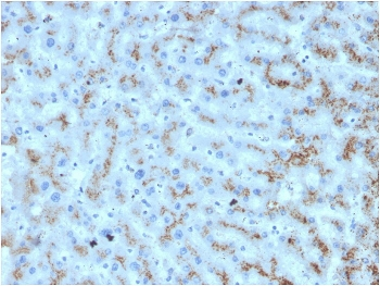 APOD Antibody / Apolipoprotein D