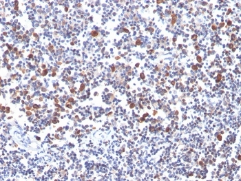 OX40 Antibody / CD134