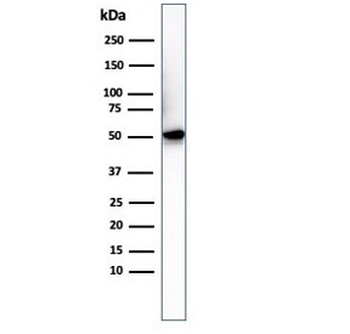 His Tag Antibody / Histidine