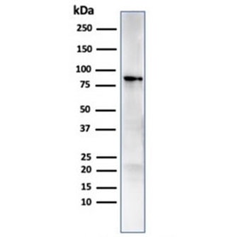 HSP90 beta Antibody / HSP90AB1