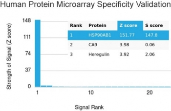 HSP90 beta Antibody / HSP90AB1