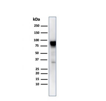 HSP90 beta Antibody / HSP90AB1