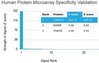 p21 Antibody / CDKN1A
