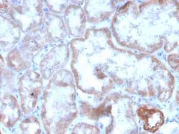 CD137 Antibody / 4-1BB / TNFRSF9