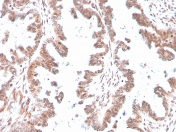 GDF9 Antibody / Growth Differentiation Factor 9