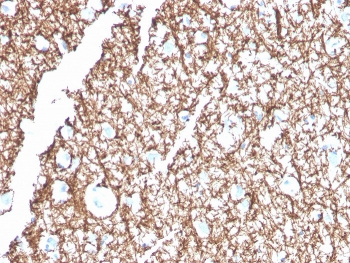 MBP Antibody / Myelin Basic Protein