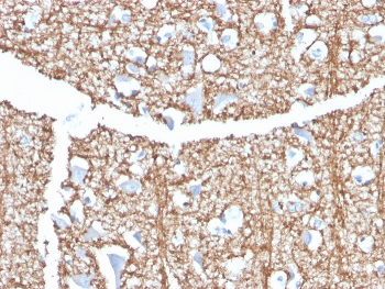 MBP Antibody / Myelin Basic Protein