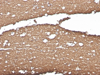 MBP Antibody / Myelin Basic Protein