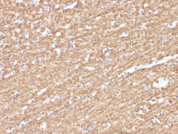 MBP Antibody / Myelin Basic Protein
