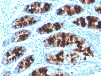 ITLN1 Antibody / Intelectin 1 / Omentin
