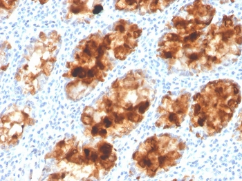 ITLN1 Antibody / Intelectin 1 / Omentin
