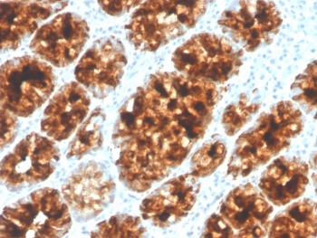 ITLN1 Antibody / Intelectin 1 / Omentin