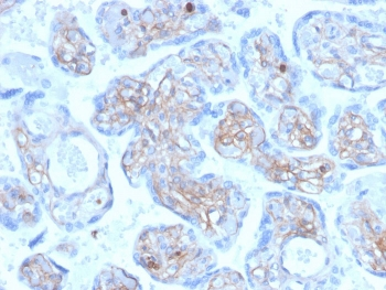 Periostin Antibody