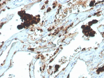 Napsin A Antibody