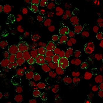 CD2 Antibody