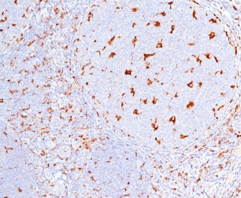 CD68 Antibody