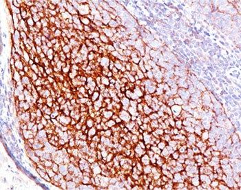 CD35 Antibody