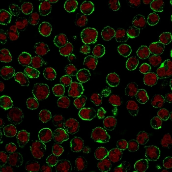 CD19 Antibody / B-lymphocyte marker