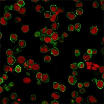 CD45 Antibody (Leukocyte marker)