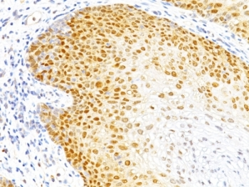 p27 Antibody / p27Kip1
