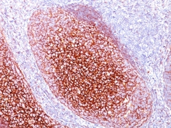 CD35 Antibody
