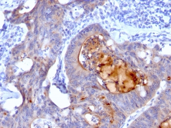 Secretory Component p85 Antibody / ECM1
