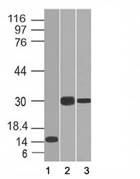 CELA3B Antibody / Elastase 3B