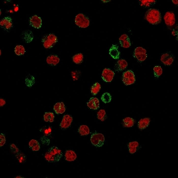 CD15 Antibody / SSEA-1